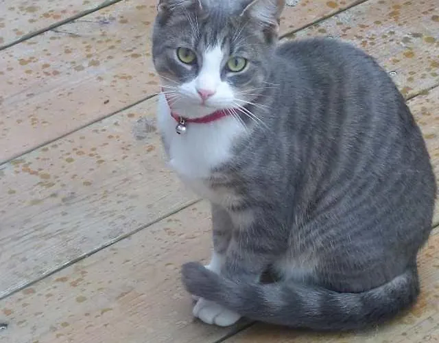 Prairie Quarto em Acomodações Particulares La Roche-sur-Yon
